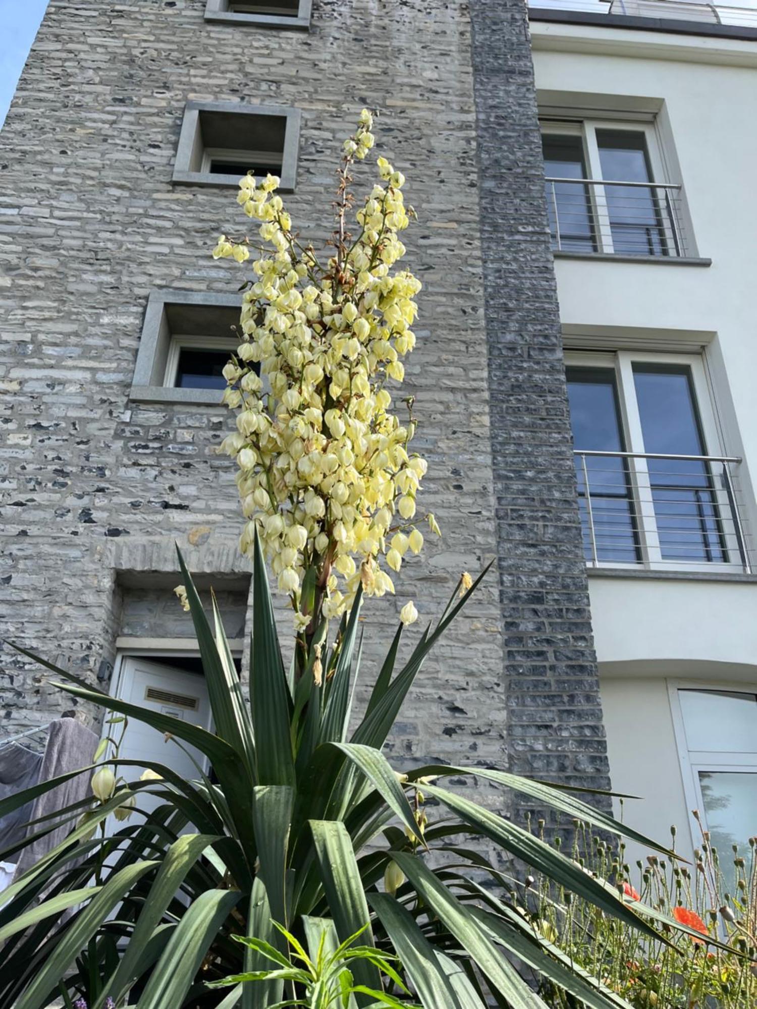 Penthouse - Villa Cardano โกโม ภายนอก รูปภาพ
